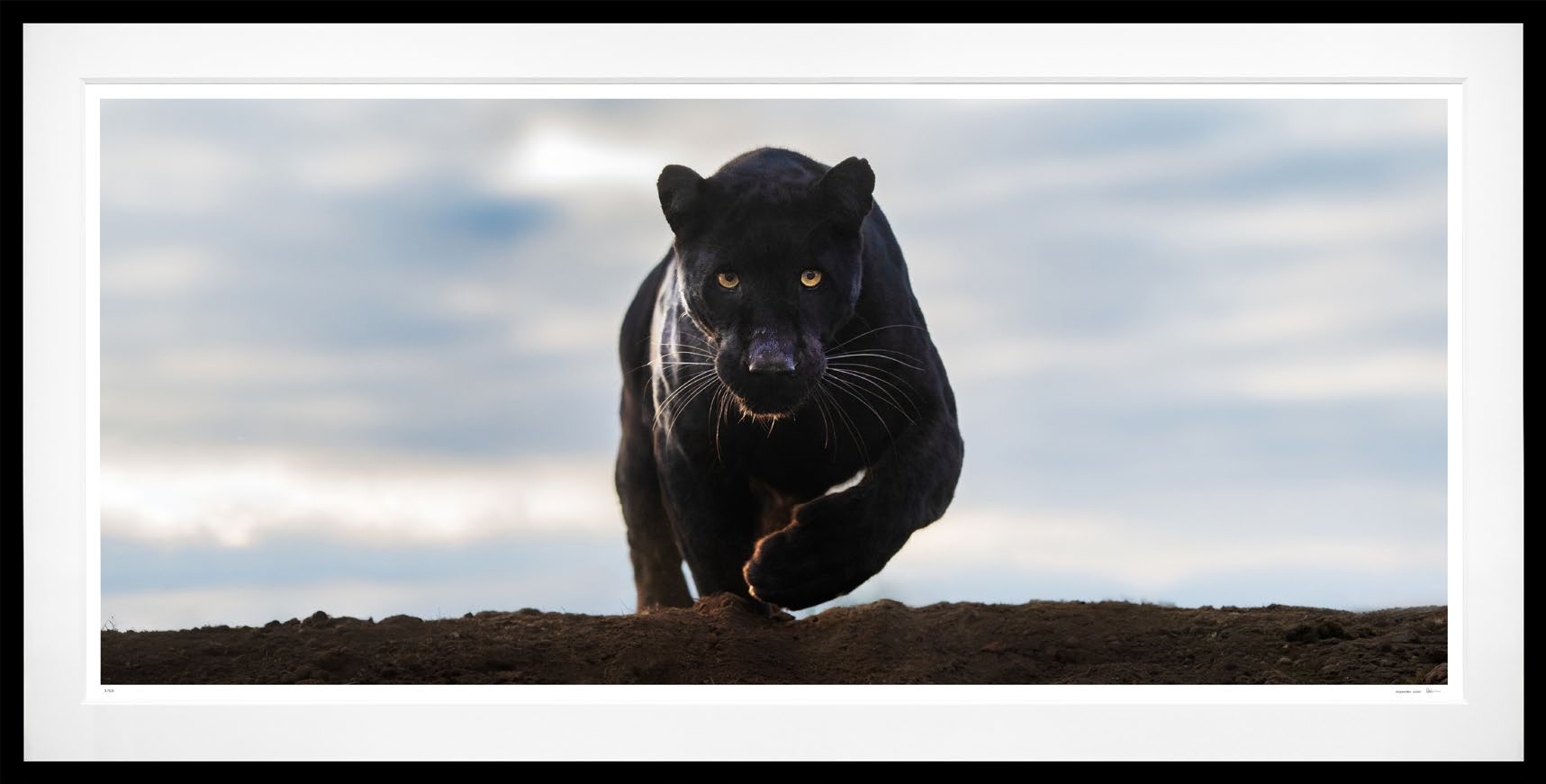 Noir (Colour) framed, 60" x 118" (Large)