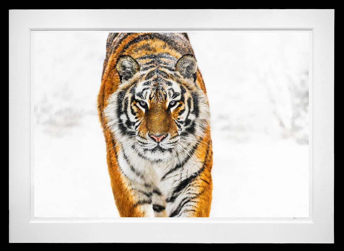Snowcat framed, 71" x 98" (Large)