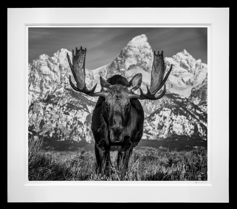 The Big Moose framed, 71" x 81" (Large)