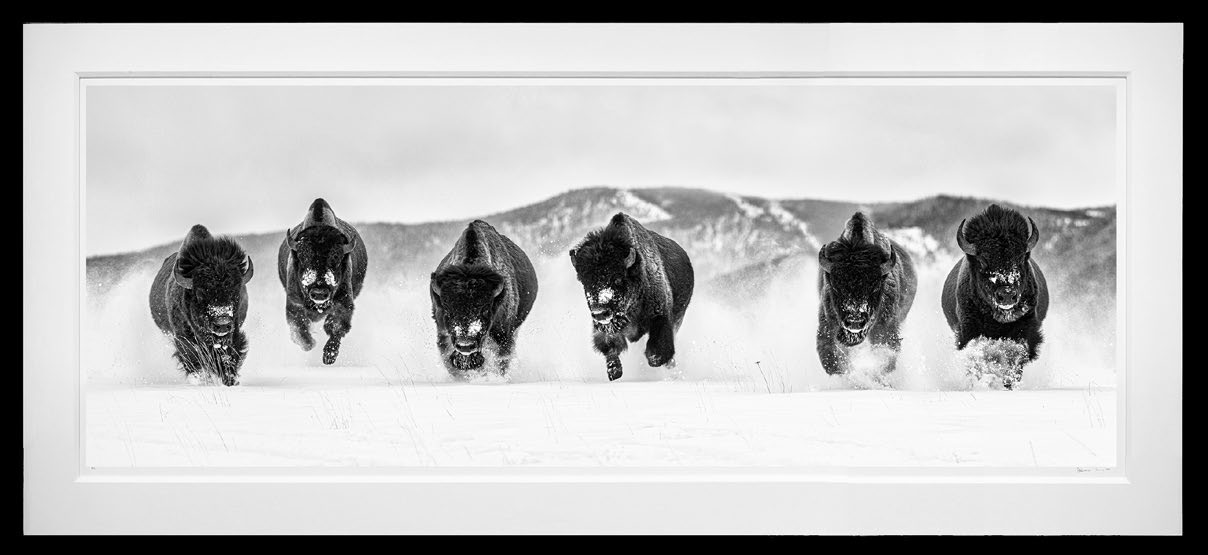 The Bills III framed, 52" x 115" (Large)