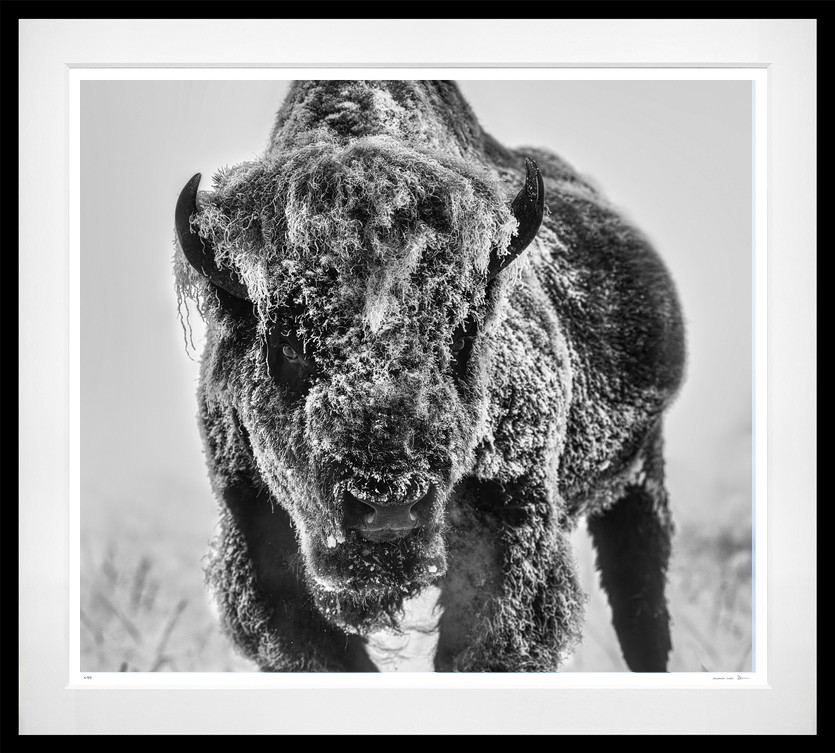 The Ice Monster (B&W) framed, 71" x 79" (Large)