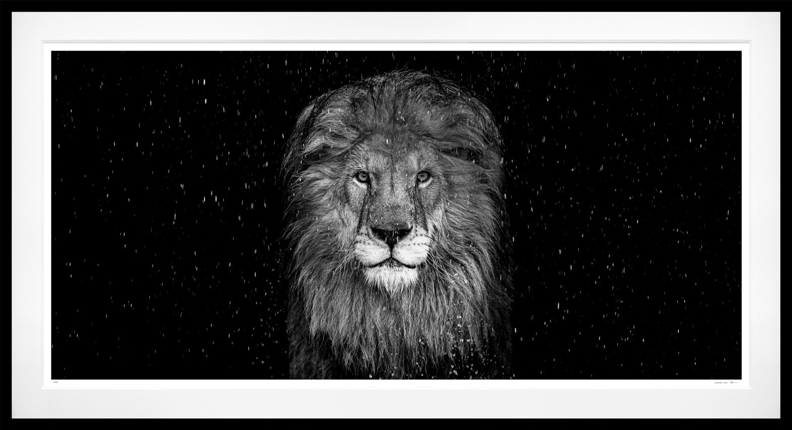 The Lion (B&W) framed, 64" x 118" (Large)