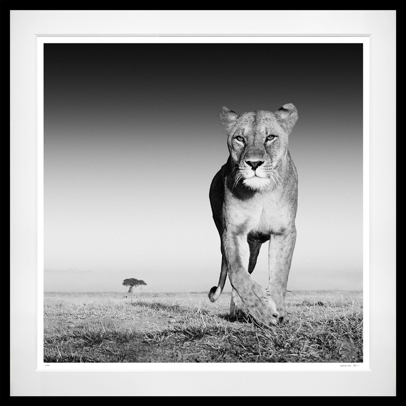 The Prize framed, 61" x 61" (Standard)