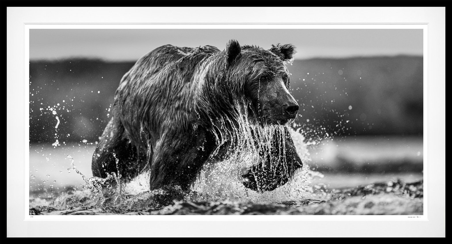 The Salmon Run (B&W) framed, 64” x 118” (Large)