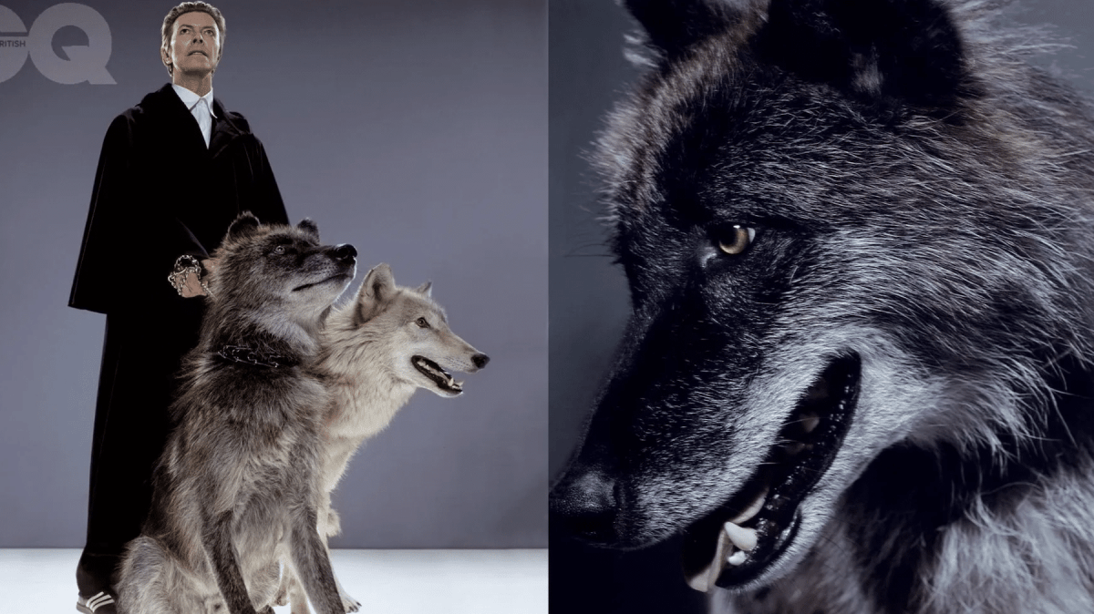 How we photographed David Bowie with wild wolves